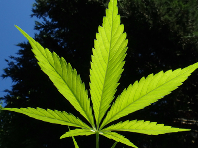 New cannabinoid pharma and nutraceuticals

