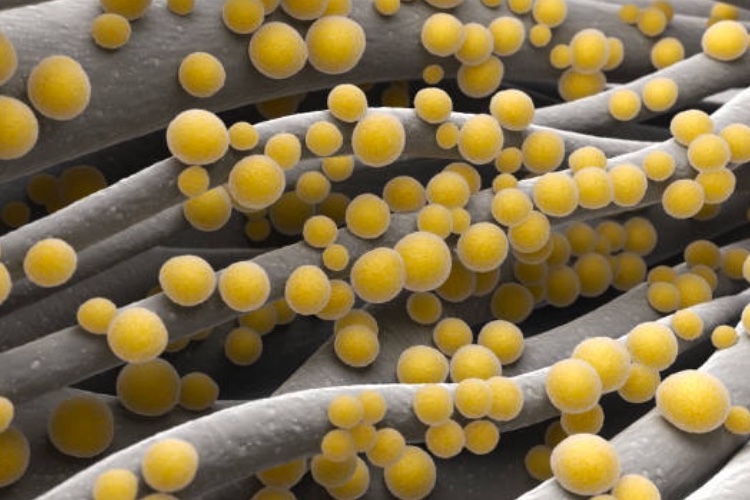 New defence in the battle against superbugs