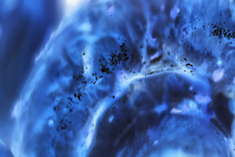 New Harvard consortium focuses on advanced bioproduction