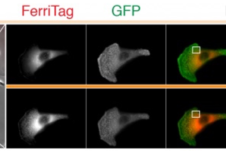 New method discovered to view proteins inside human cells