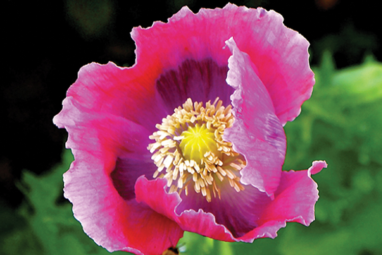 New risk assessment on safe levels of opium alkaloids in poppy seeds