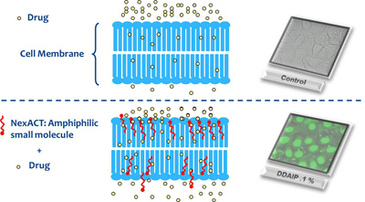 New route to enhance drug permeation