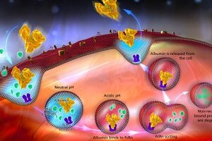 Novozymes and EpiVax to develop autoimmune diseases treatment