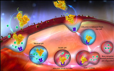 Novozymes develops enhanced albumin fusion technology
