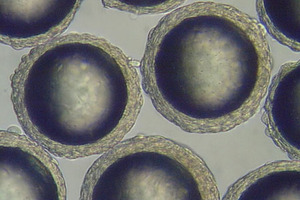 Optimising cell culture
