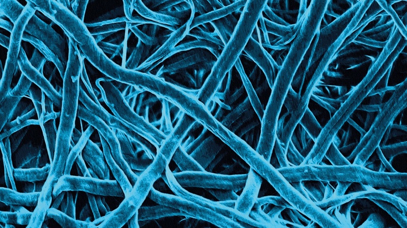 Partnership to develop cost effective regenerative medicine