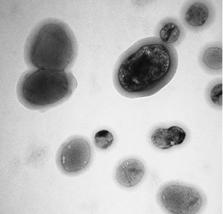 Peptide vesicle designed to improve delivery of drugs 