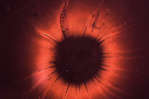 Plasticell to produce red blood cell substitute from pluripotent stem cells 