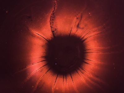 Plasticell to produce red blood cell substitute from pluripotent stem cells 