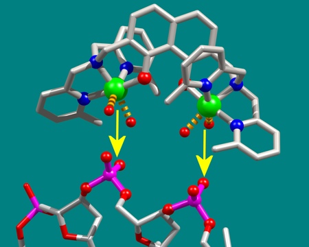 The new agent containing copper (above) ‘docks’ precisely with the DNA molecule (below) of a cancer cell and stops it from growing. As a result, the cancer cell dies. Photo: Bielefeld University