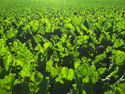 Project for sustainable low-cost production of levulinic acid