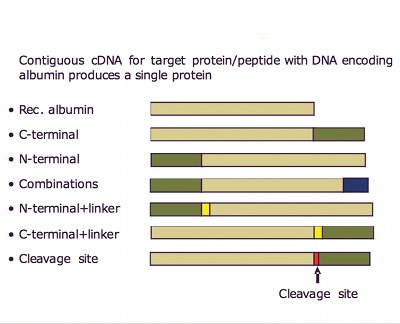 <i> Fig. 3: Albumin fusions have been shown to improve the pharmacokinetics of the protein</i> 
