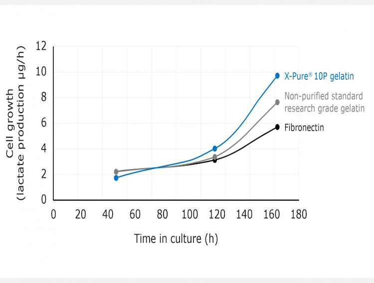 Purified gelatin outperforms alternatives for 2D cell culturing