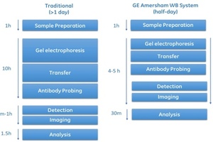 Quantitative Western blotting for monitoring biopharma production   