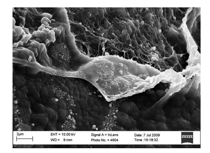 Regulating regenerative medicines