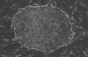 Regulator-ready stem cells available in UK