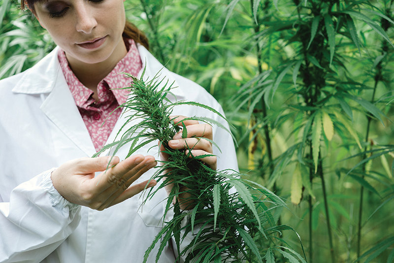 Reliable cannabidiol source for the pharma industry