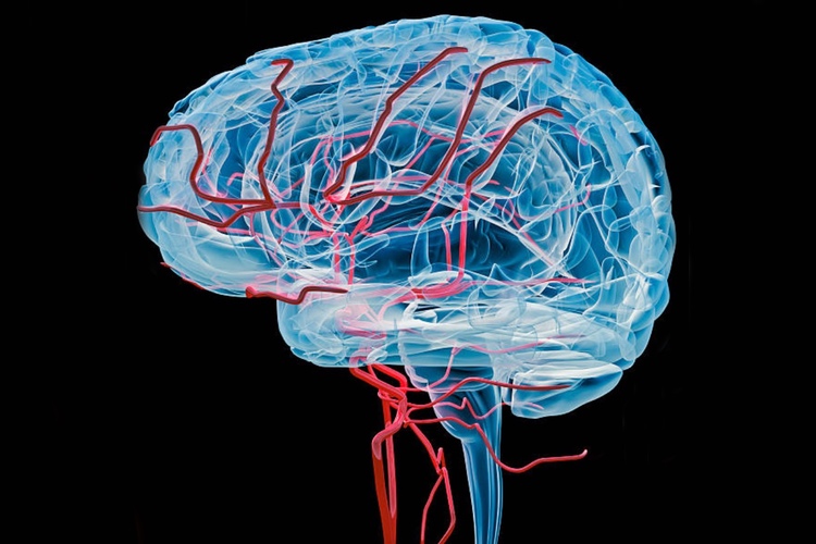 Research finds more efficient drug delivery within the brain using LAT1