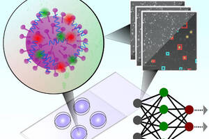 Researchers develop rapid diagnostic test for COVID-19