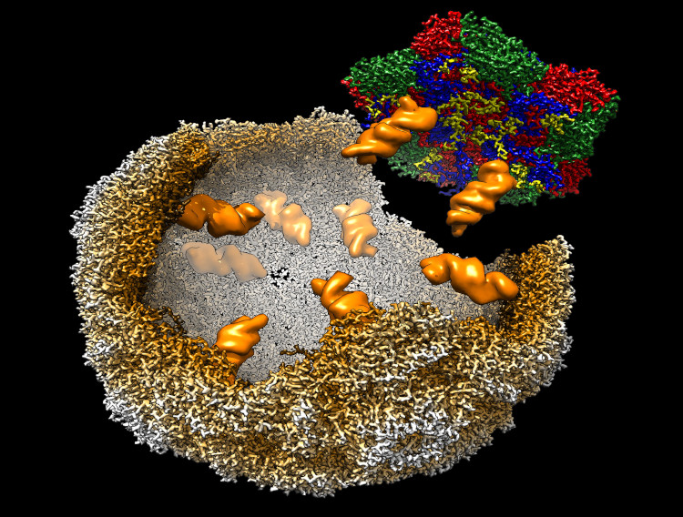 Researchers publish findings on virus infection mechanism 