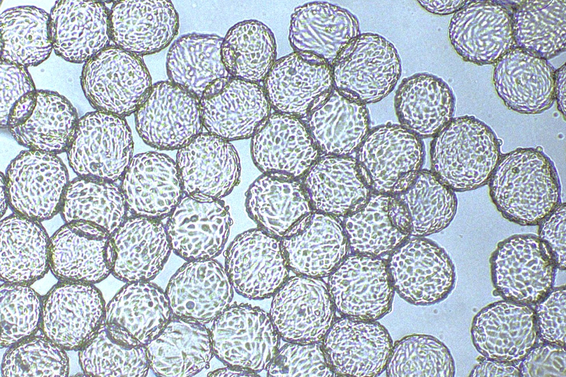 Rousselot and IamFluidics launch dissolvable microcarrier for cell culturing