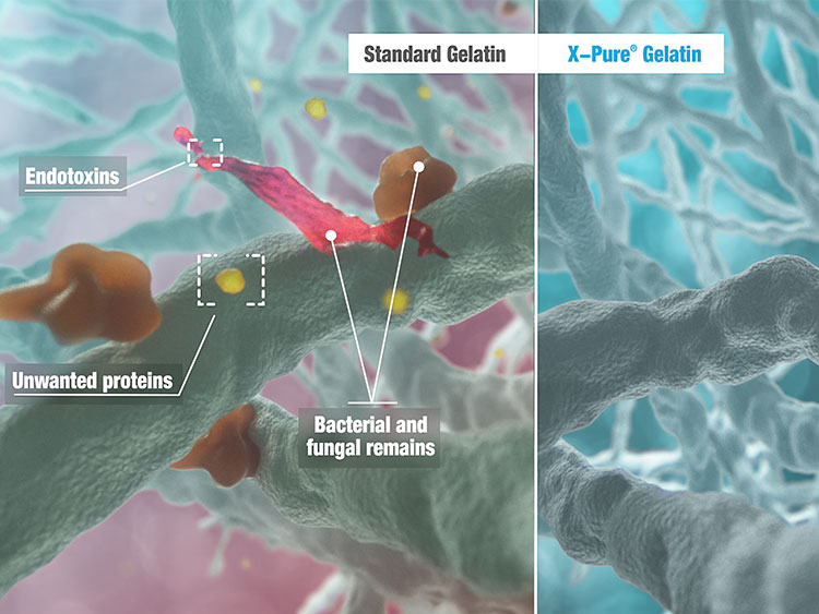 Rousselot to highlight new cell viability study on X-Pure at BIO 2019

