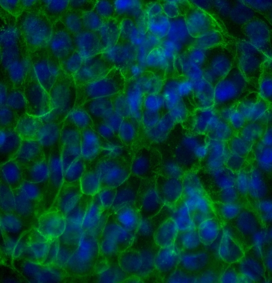 Scientists develop method for generating functional hepatocytes for drug testing