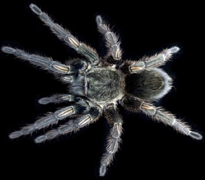 Scientists find new hope in tarantula venom for safe painkillers
