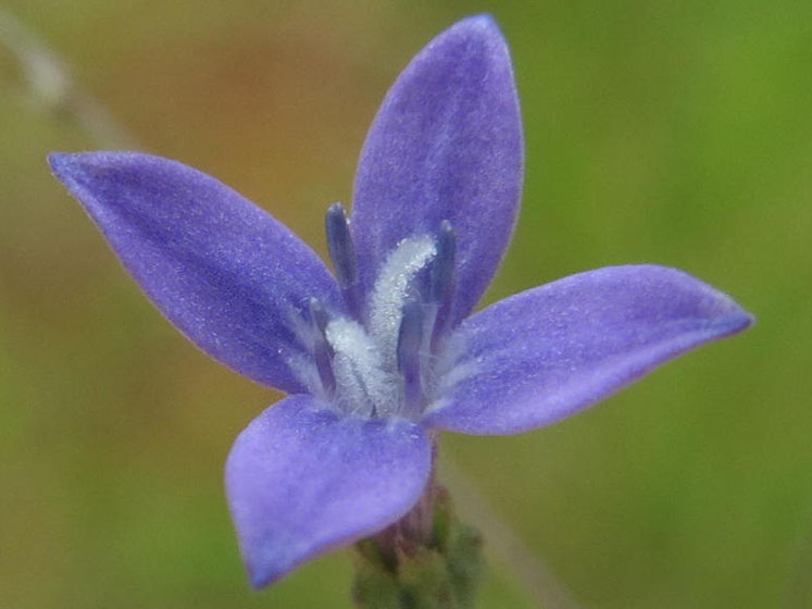 Scientists harness flower “super power” to pave the way for new drug treatments