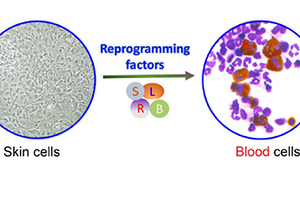 Scientists Successfully Create Blood from Skin Cells