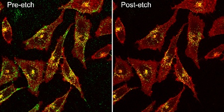 Scientists use silver nanoparticles to target tumours