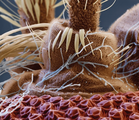 Seeking the world’s best science images 