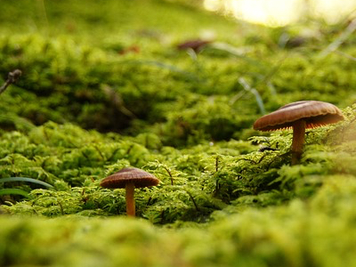 Selcia publishes strategy for structural simplification of natural products