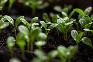 SGD Pharma unveils its latest sustainability report