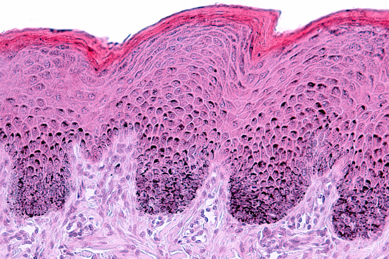 SGS supports non-animal clinical testing with release of 3D skin model white paper