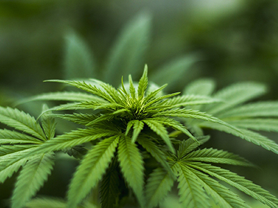 Shimadzu to host free Cannabis Testing Seminar