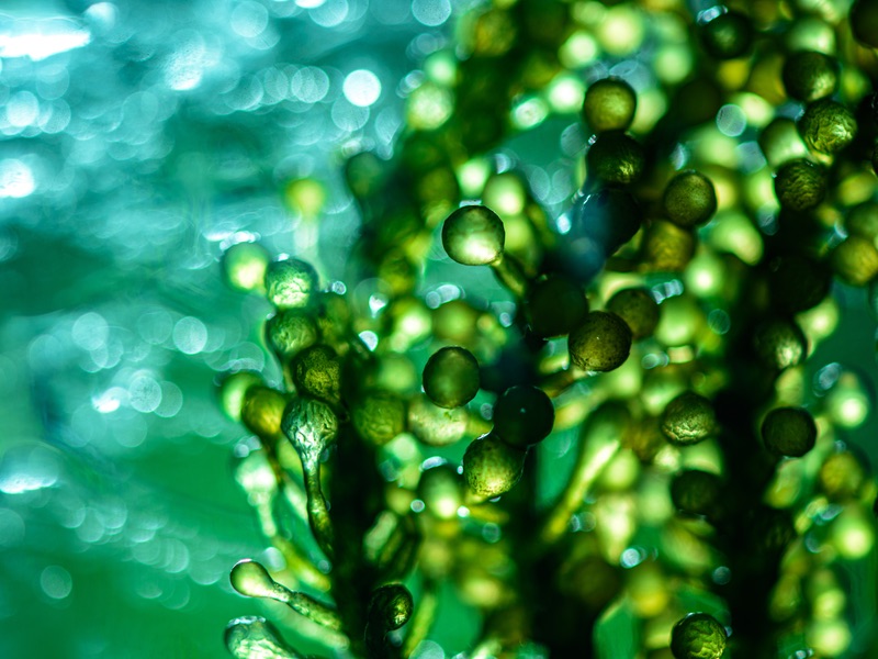 Simris submits new patent application for optimisation of microcystin-based ADC payloads