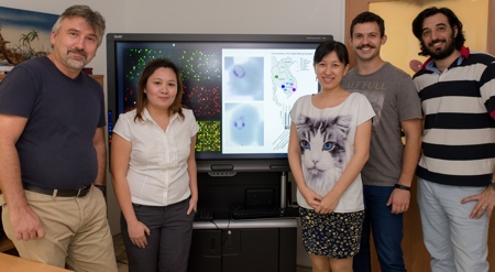 Singapore scientists discover reasons for malaria’s drug resistance