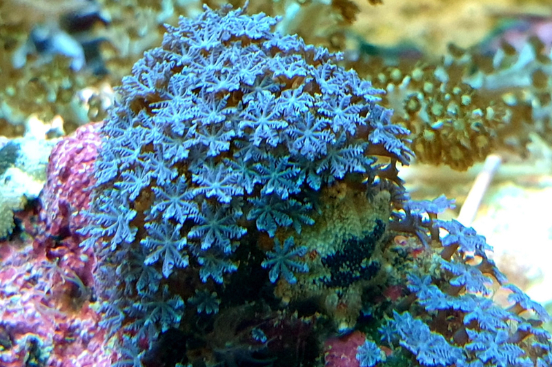 Soft coral compounds could treat brain injury in newborns