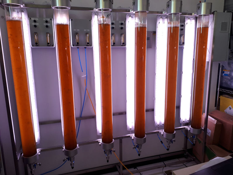 Stamp of approval for algae-based synthetic biology 