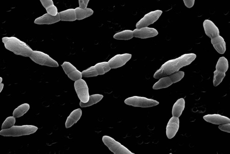 'Super vaccine' guards against all strains of pneumococcal disease