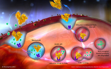 Tailoring drug half-life for enhanced delivery
