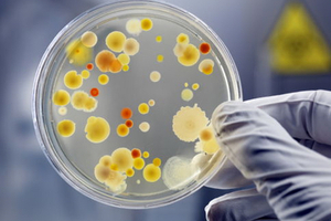 TB drug candidates developed from soil bacteria