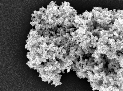 Test tube gut and liver alternative to animal testing