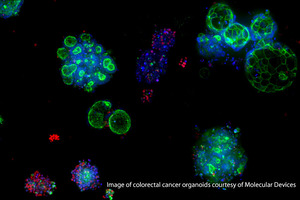 The case for switching from animal models to organoids in preclinical testing
