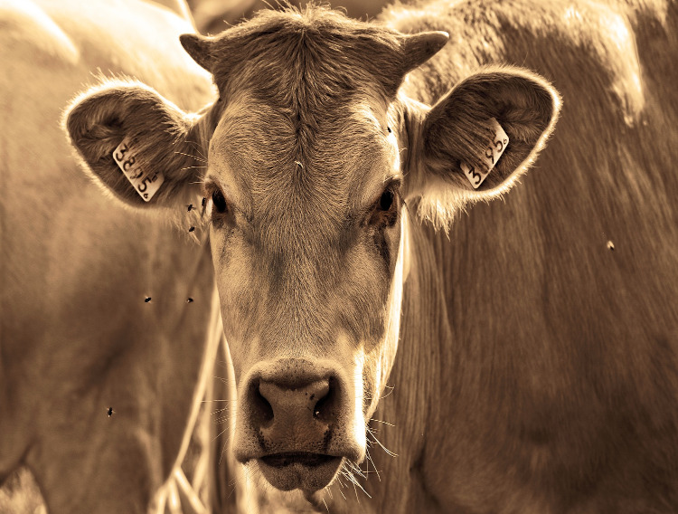 The Native Antigen Company introduces veterinary reagents