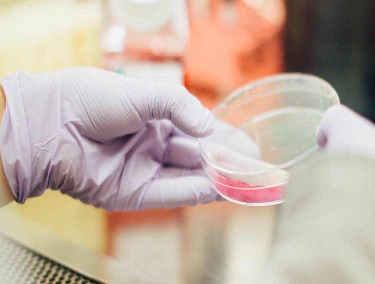 Thermo Fisher introduces sterile culture media plates 