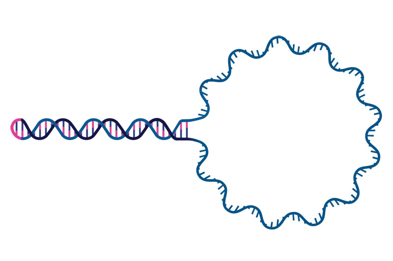 Touchlight introduces mbDNA: a circular single-stranded DNA (ssDNA) platform for superior gene editing