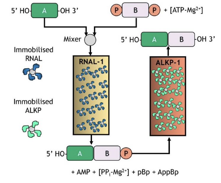 Figure 8: Immobilised selectAZyme ligase and phosphatase for blockmer synthesis