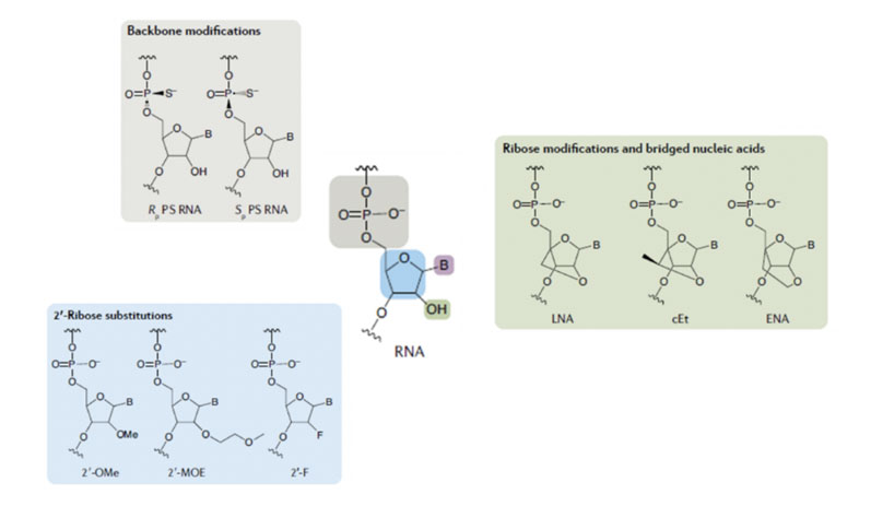 Figure 2: Examples of modification to facilitate oligo stability